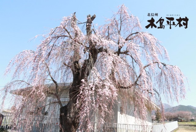樹齢300年余のシダレザクラ。春には村内あちこちで桜見物がオススメ。
