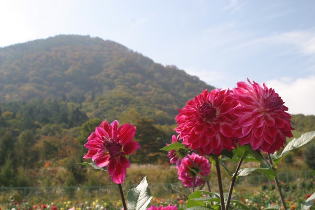 大人も子どもも楽しめる♪日本有数のダリア園を誇るやまびこの丘公園まで10分。