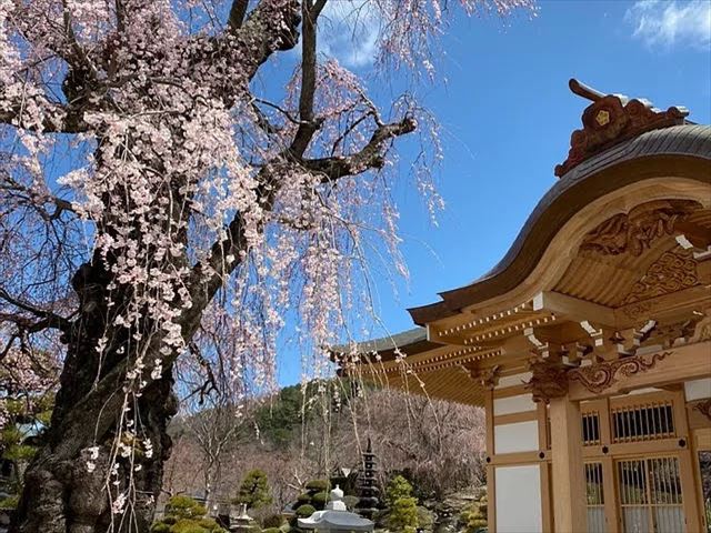 昌福寺の桜